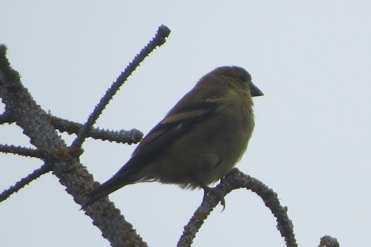 American Goldfinch - ML623118929