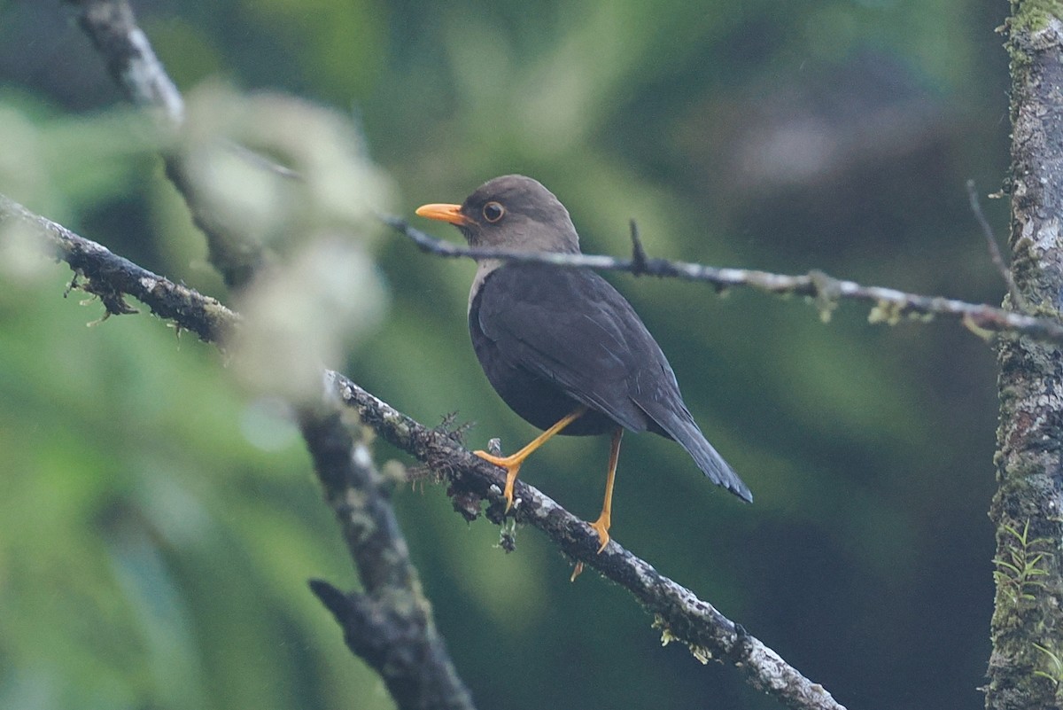 Island Thrush - ML623118994