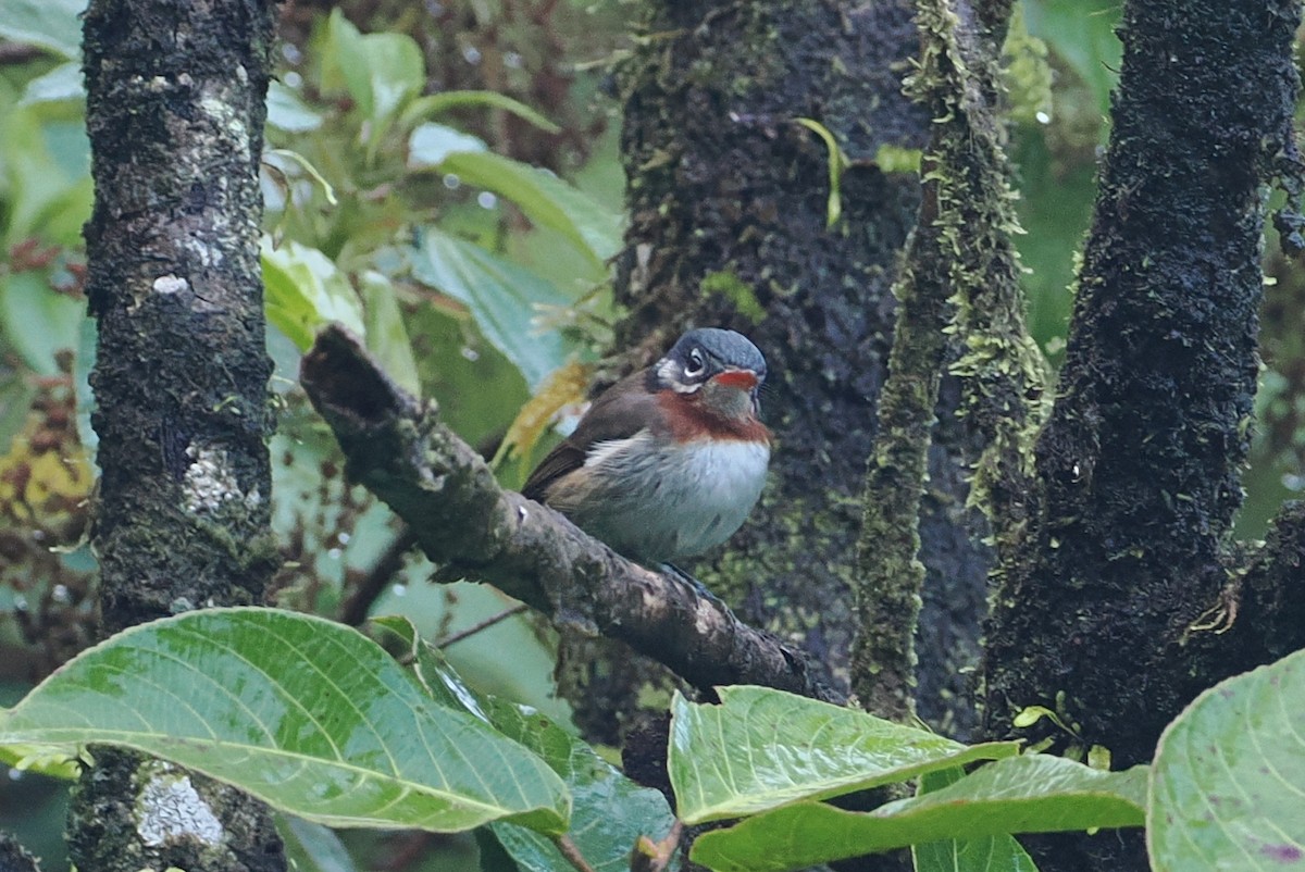 Azure-crested Flycatcher - ML623119023