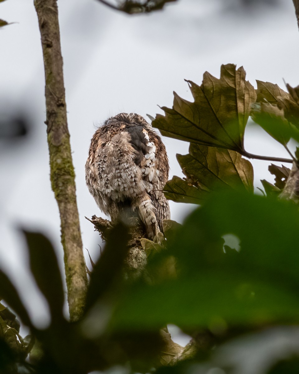 Andean Potoo - ML623119086