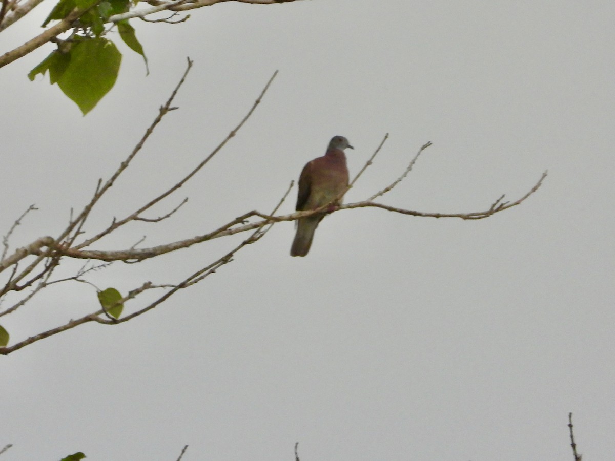 Pale-vented Pigeon - ML623119094