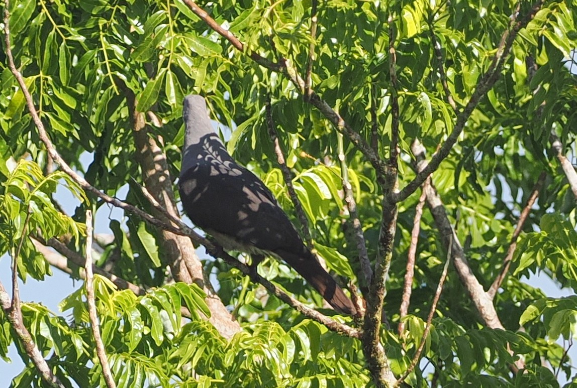 Peale's Imperial-Pigeon - ML623119111