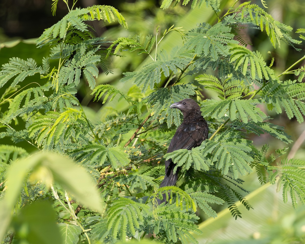 Lesser Black Coucal - ML623119178