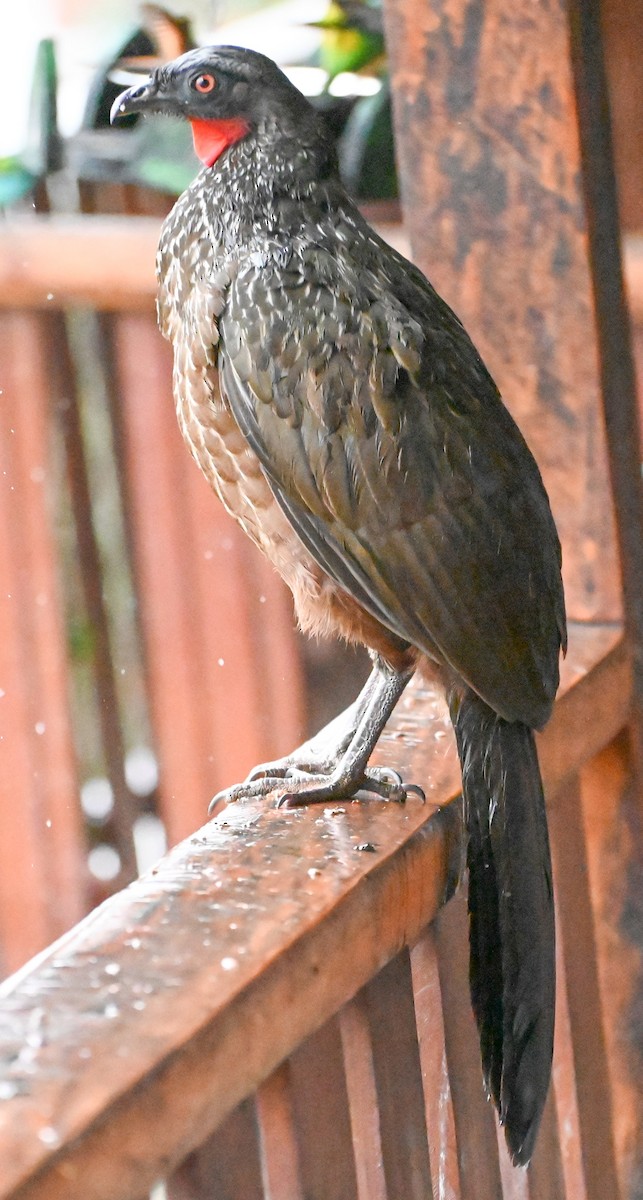 Dusky-legged Guan - ML623119215