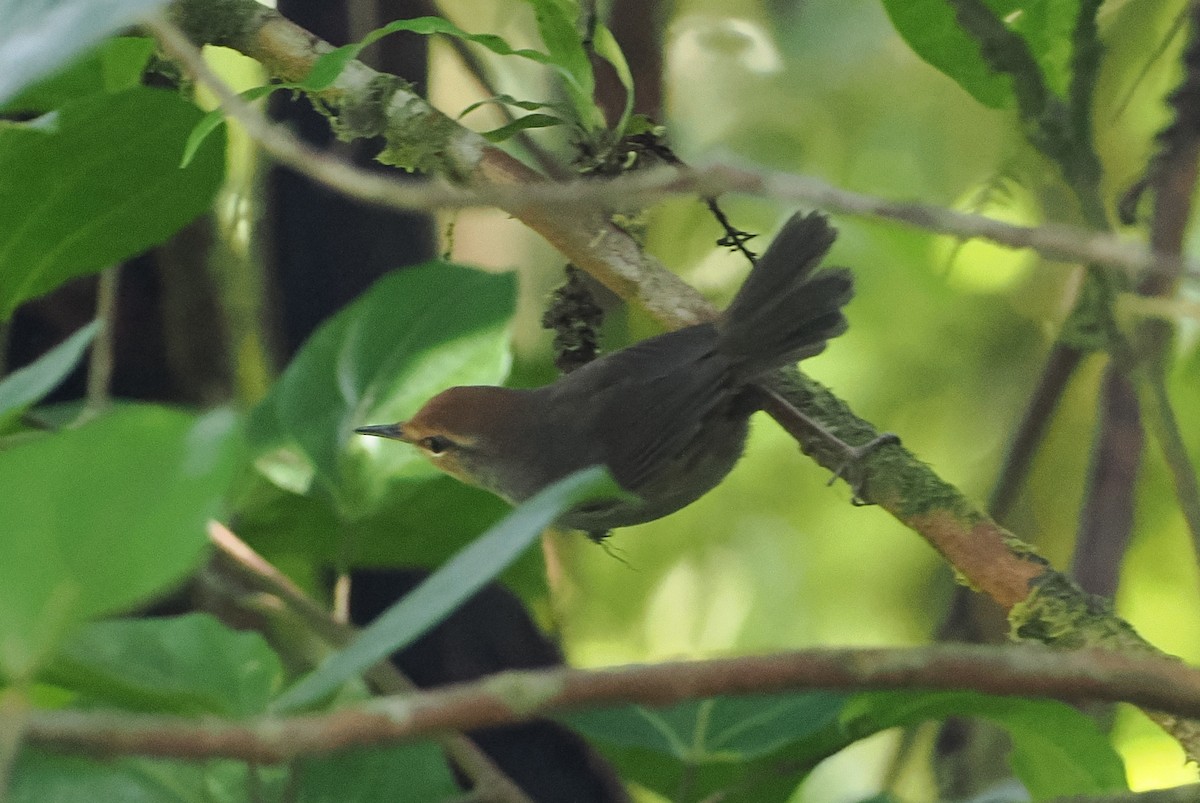 Fiji Bush Warbler - ML623119270