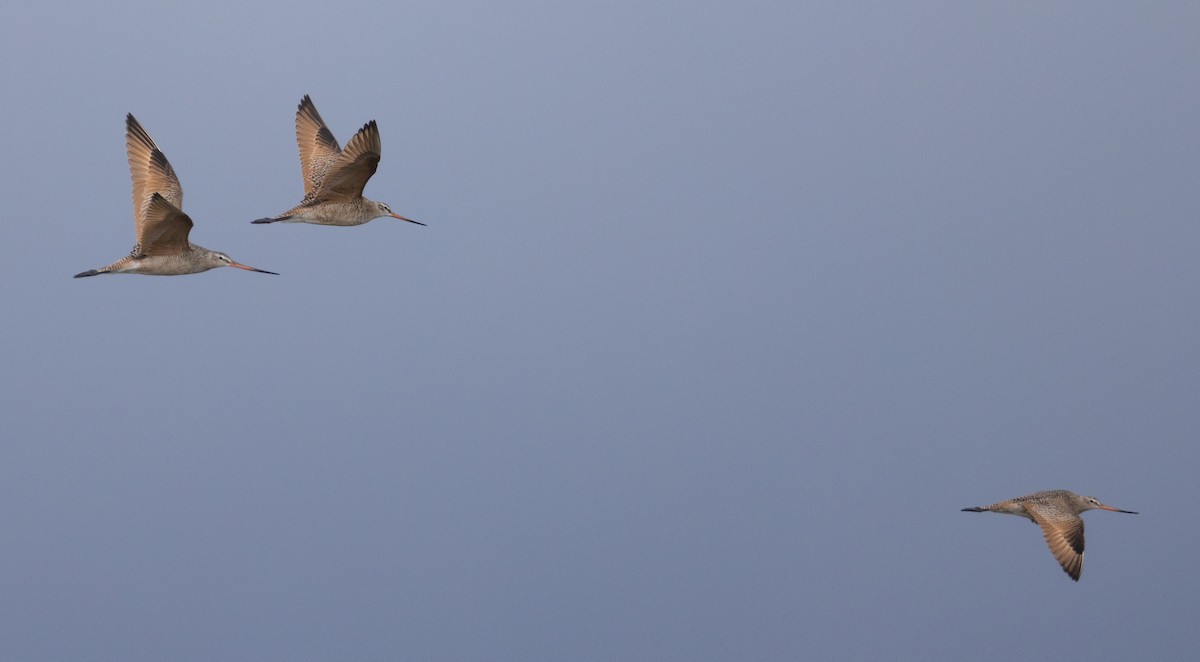 Marbled Godwit - ML623119291