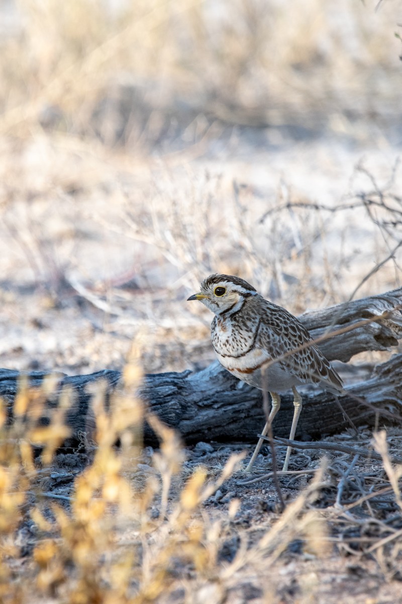 Three-banded Courser - ML623119376