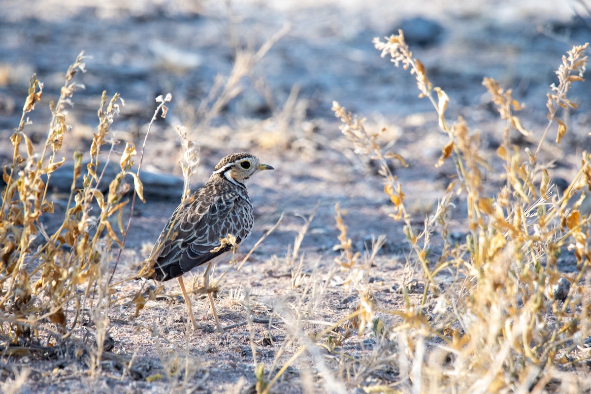 Three-banded Courser - ML623119377