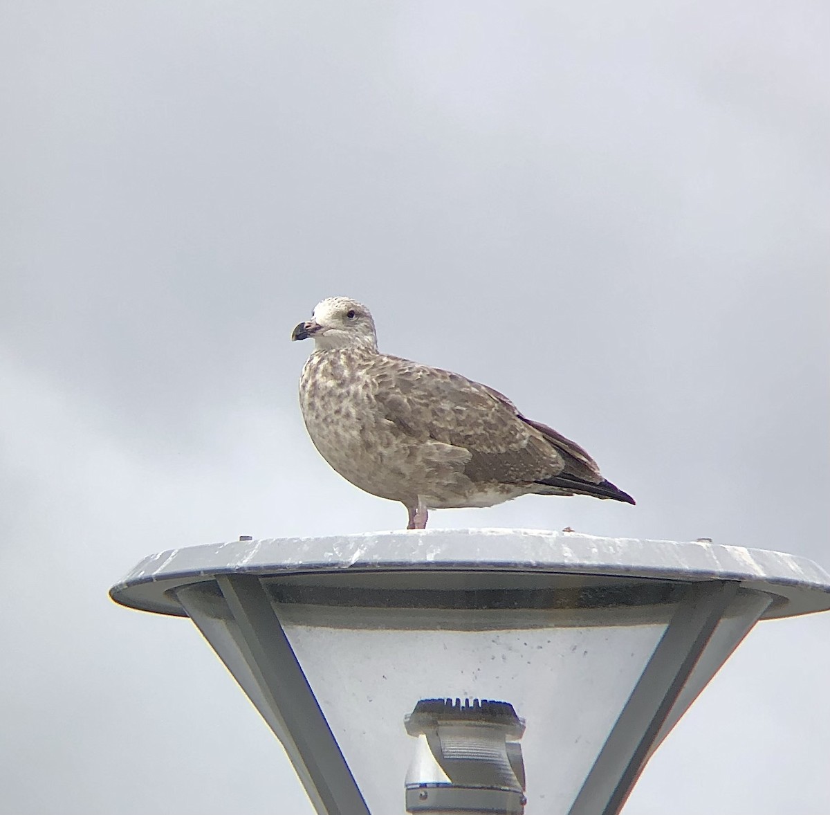 Gaviota Argéntea (americana) - ML623119382