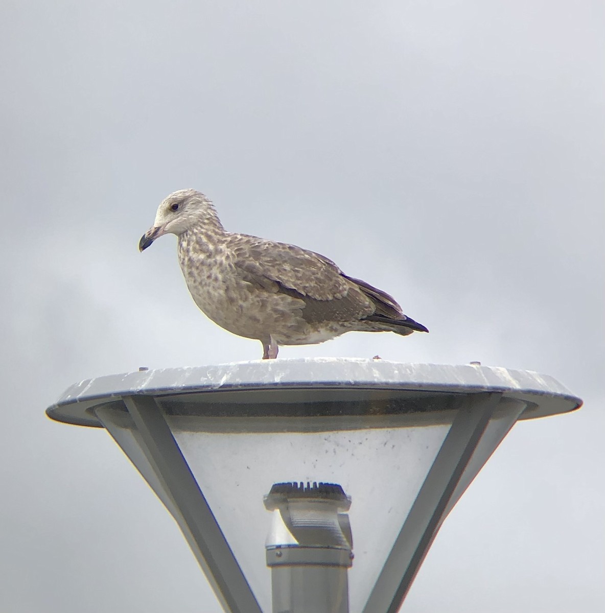 Gaviota Argéntea (americana) - ML623119383