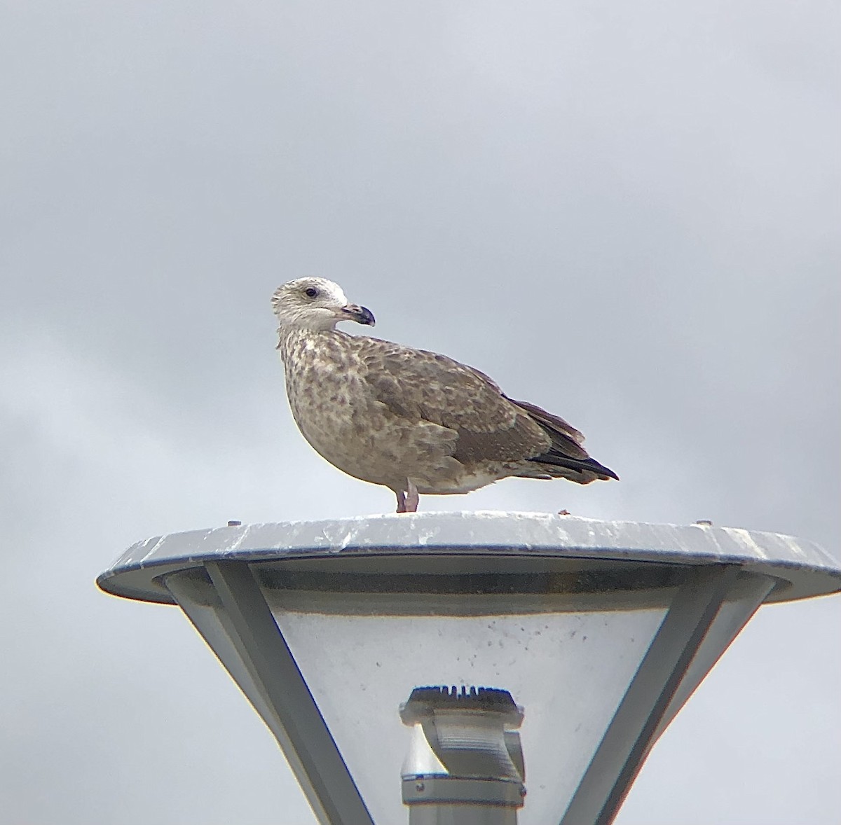 Gaviota Argéntea (americana) - ML623119384