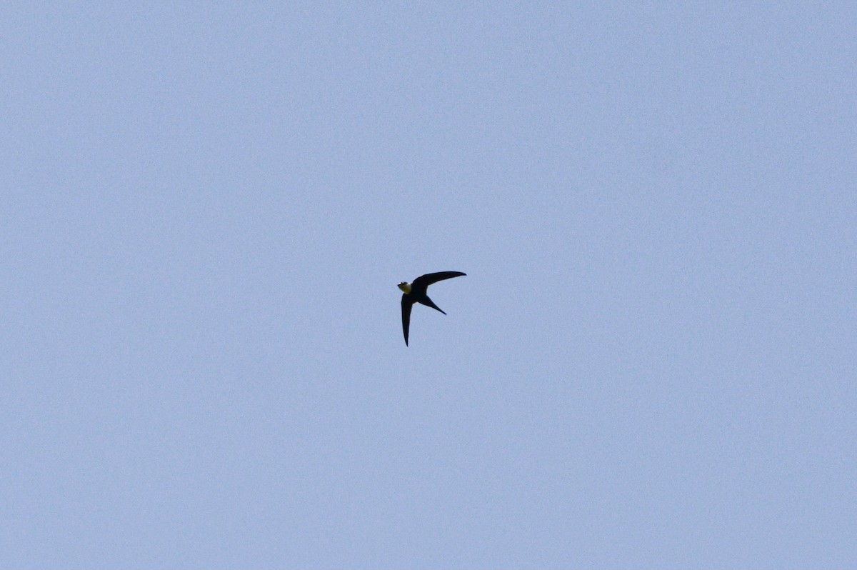 Lesser Swallow-tailed Swift - ML623119386