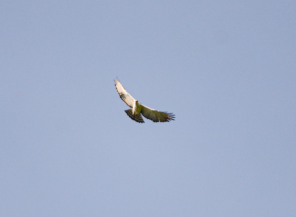 Black-and-white Hawk-Eagle - ML623119460