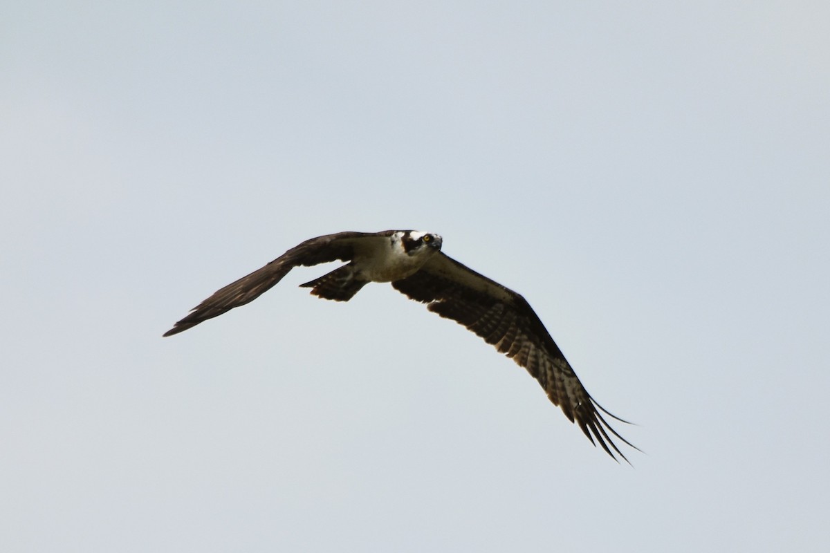 Balbuzard pêcheur - ML623119549