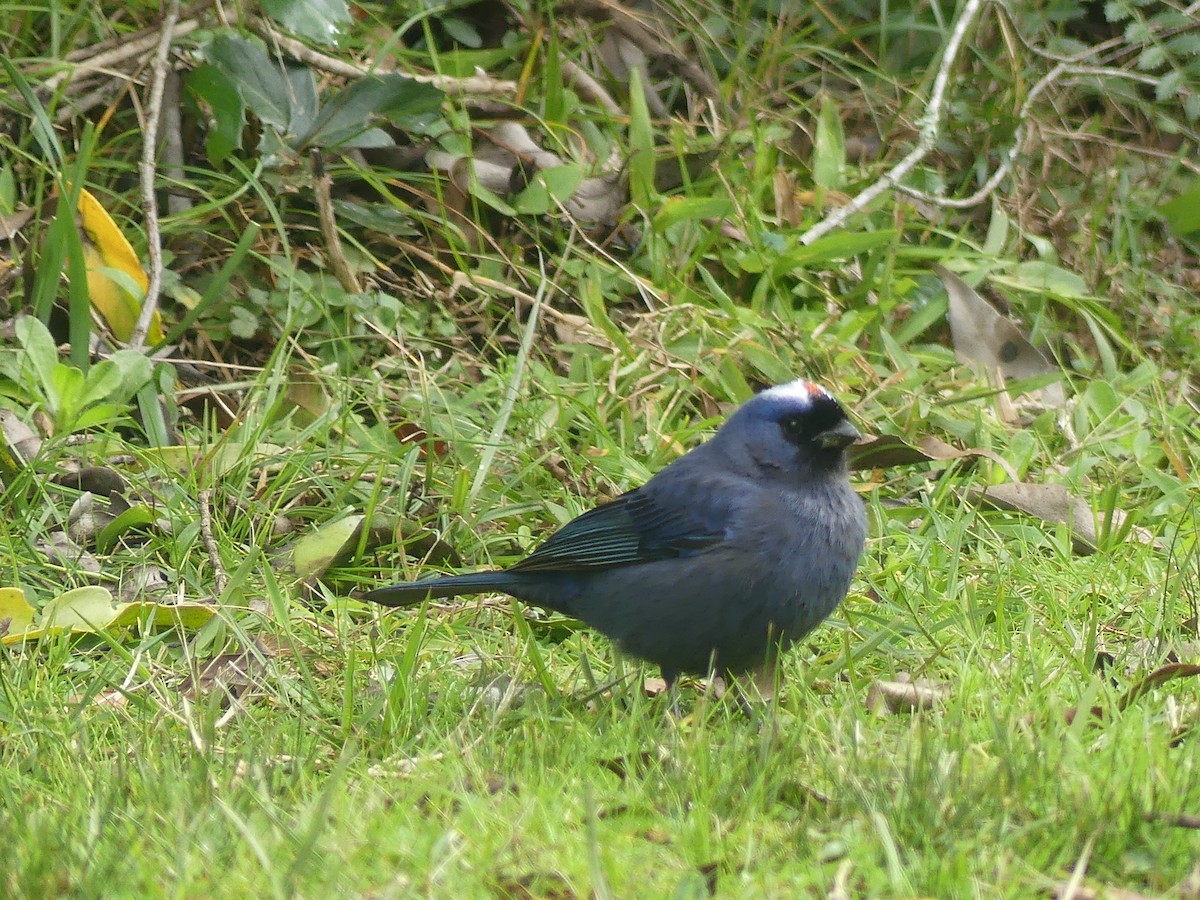 Diademed Tanager - ML623119553