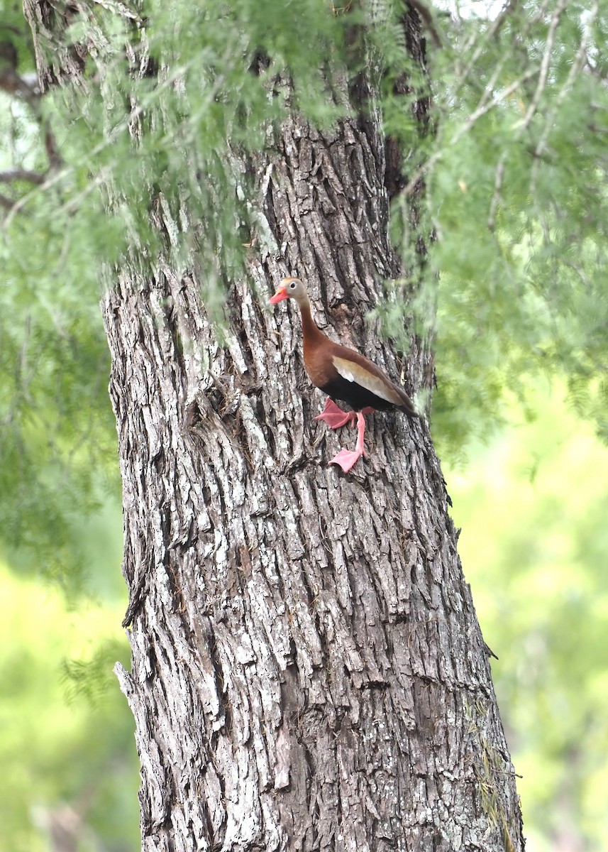 Black-bellied Whistling-Duck - ML623119556