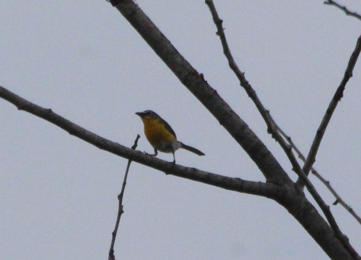 Yellow-breasted Chat - ML62311961
