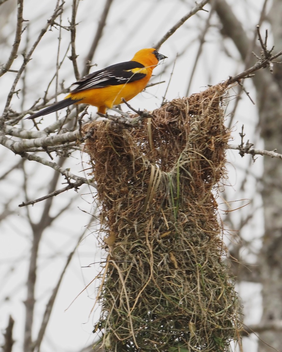 Altamira Oriole - Ellen  Cantor