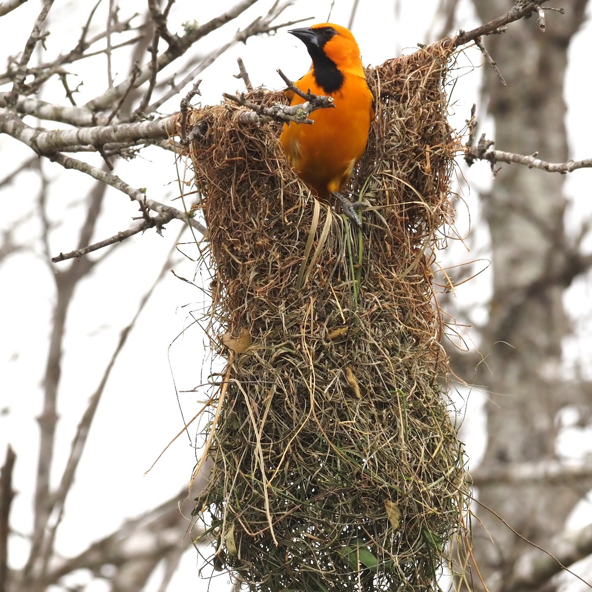 Altamira Oriole - ML623119620