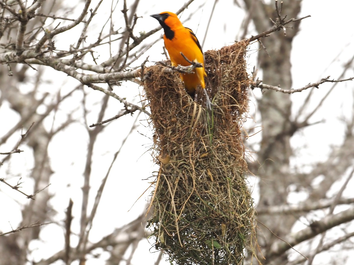 Altamira Oriole - ML623119621