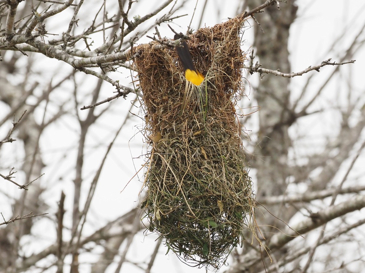 Altamira Oriole - ML623119622