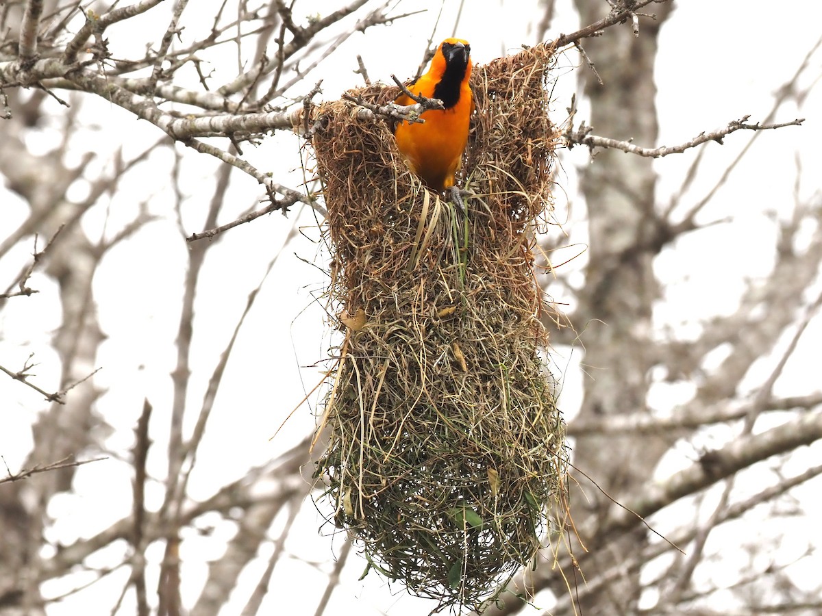 Altamira Oriole - ML623119624