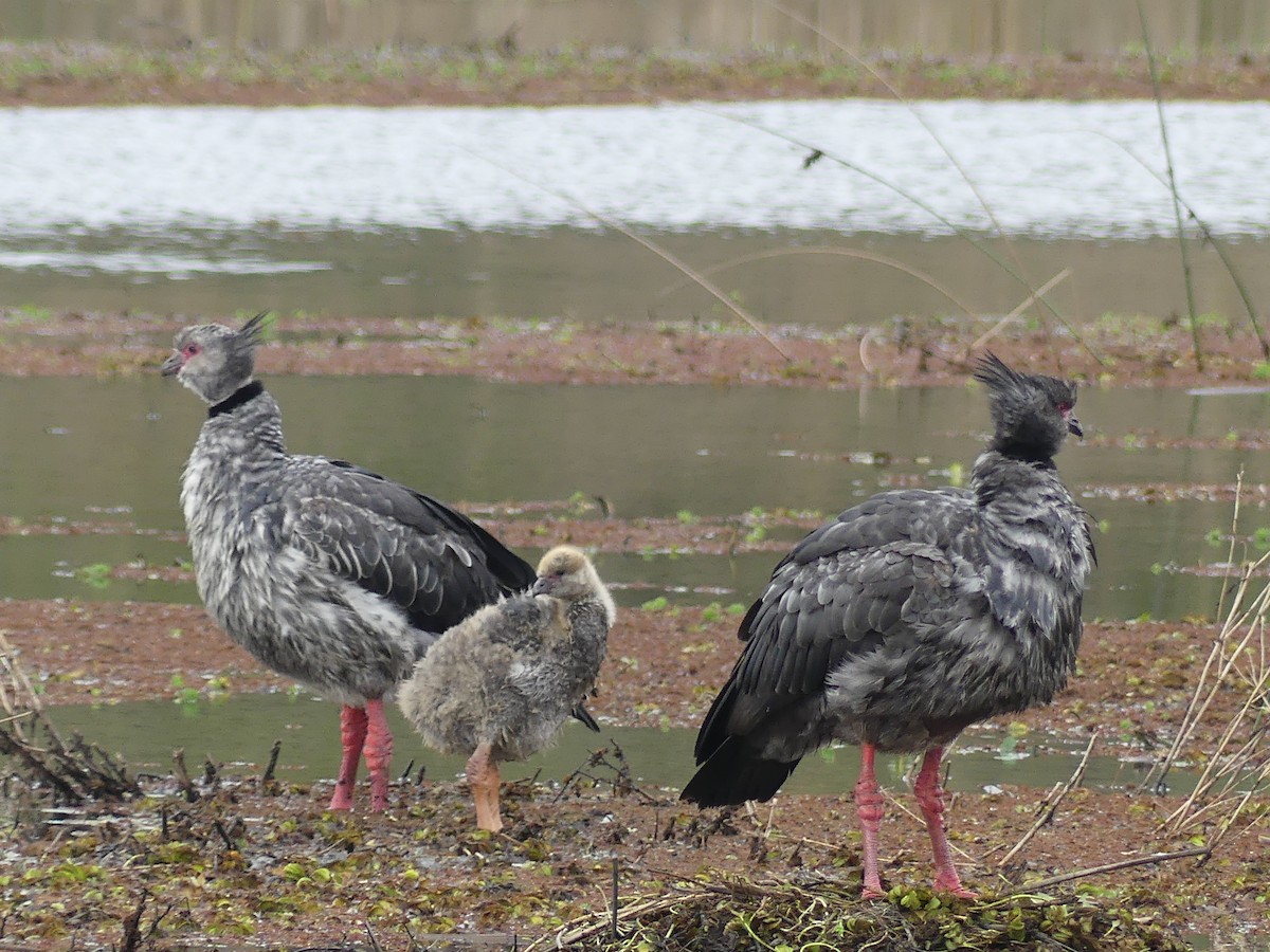 Southern Screamer - ML623119630