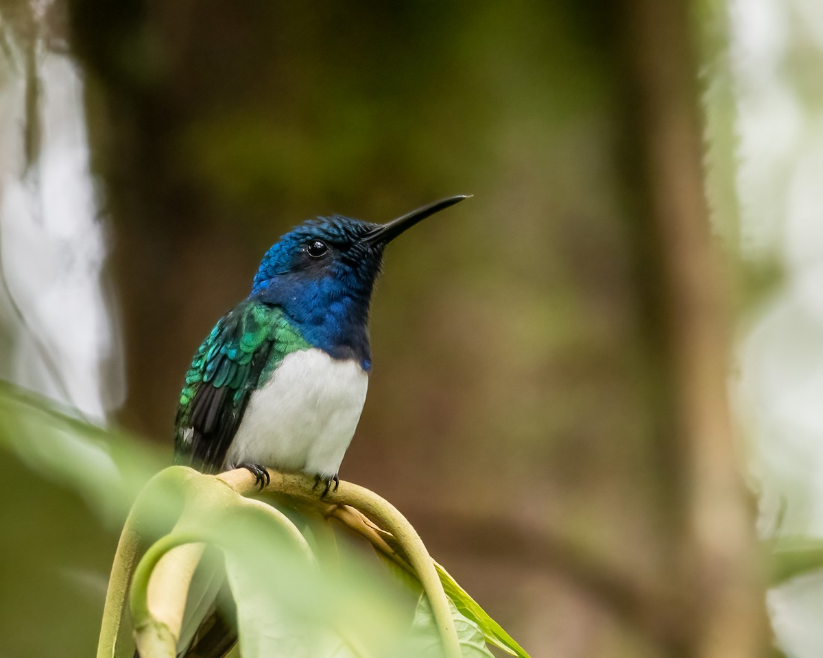 White-necked Jacobin - ML623119680