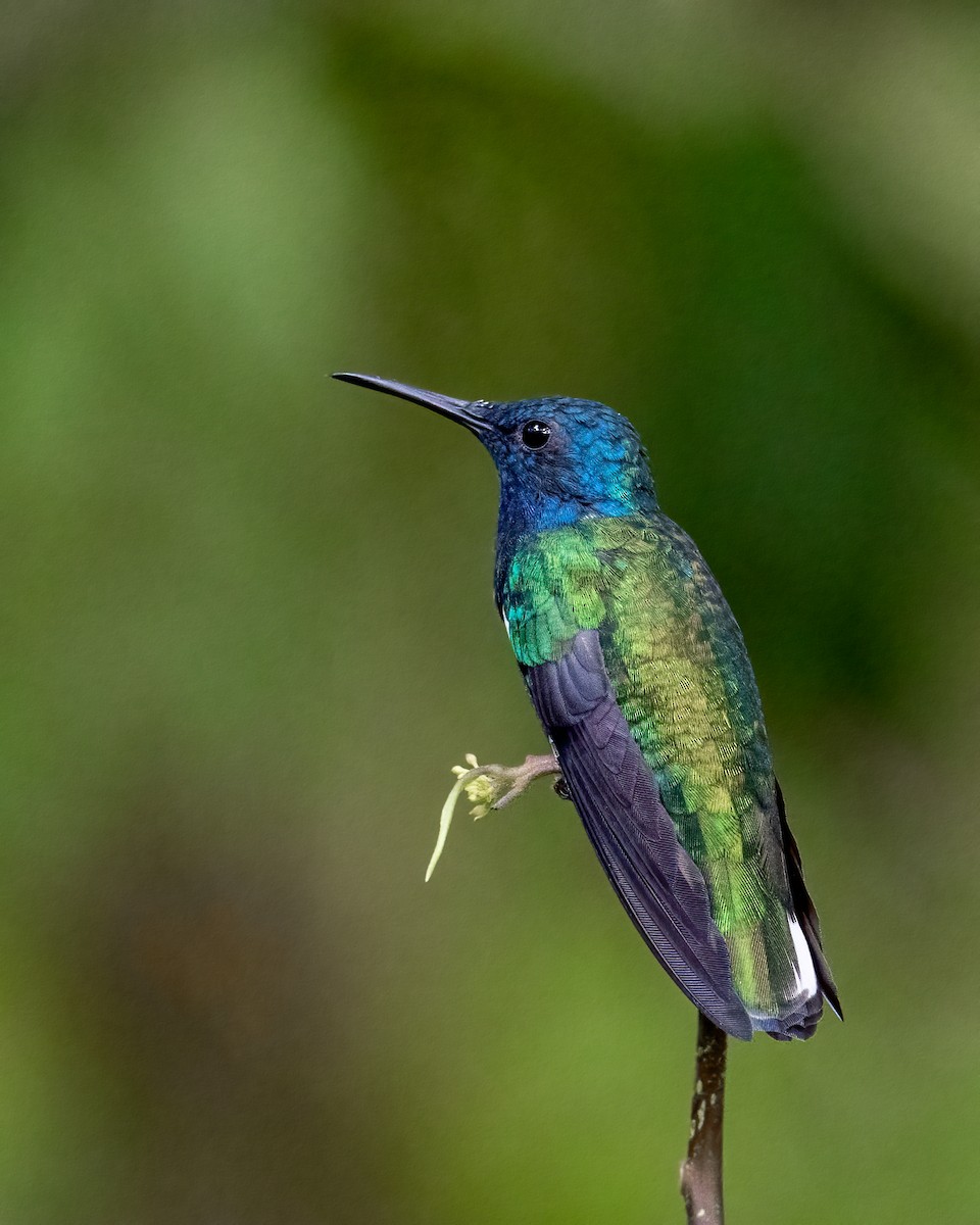 White-necked Jacobin - ML623119681