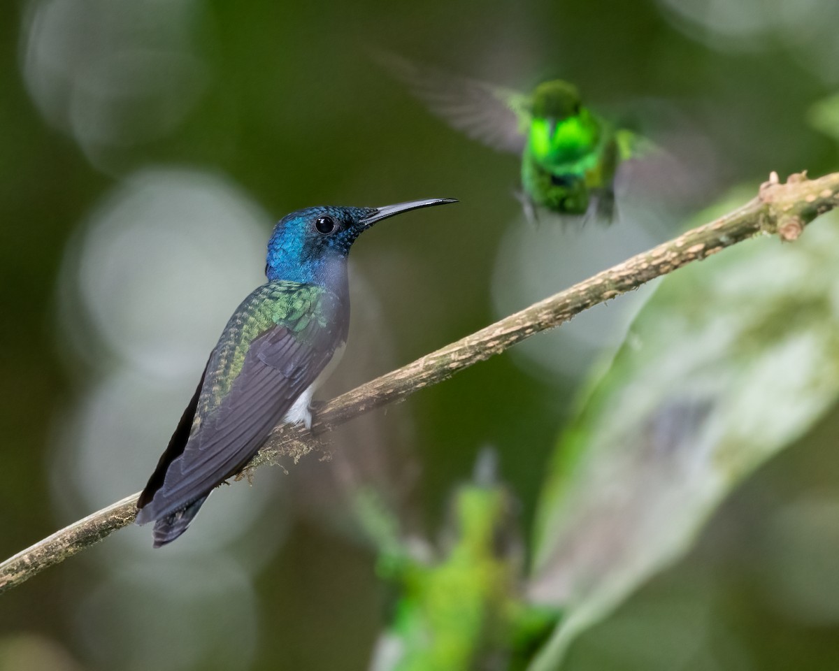 White-necked Jacobin - ML623119682