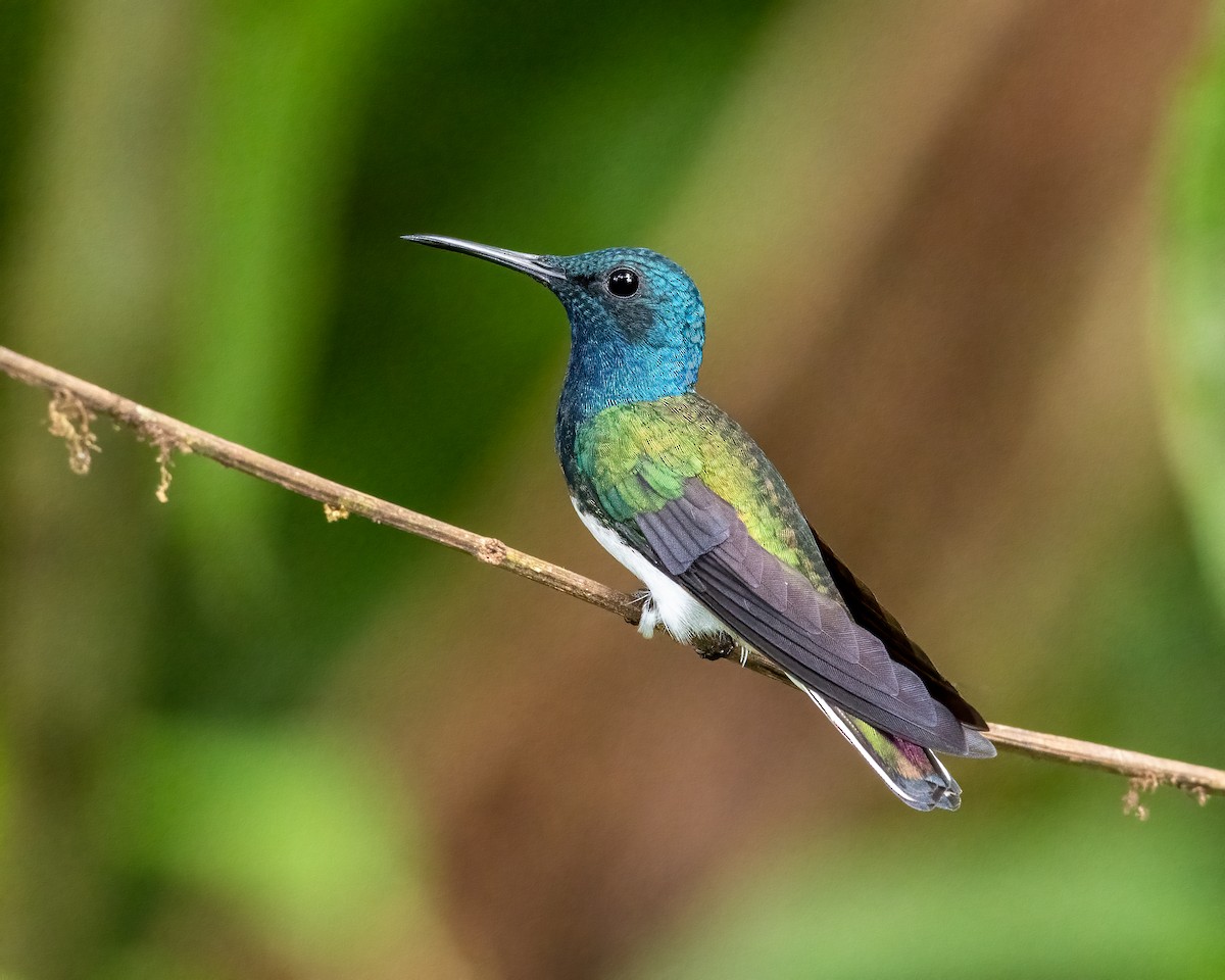 White-necked Jacobin - ML623119683