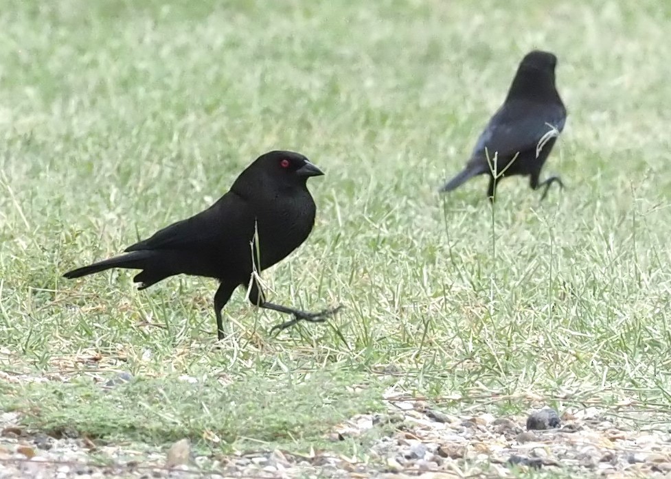 Bronzed Cowbird - ML623119687