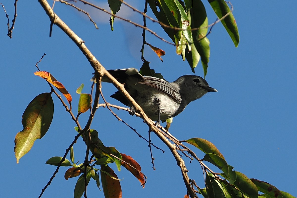 Slaty Monarch - ML623119727