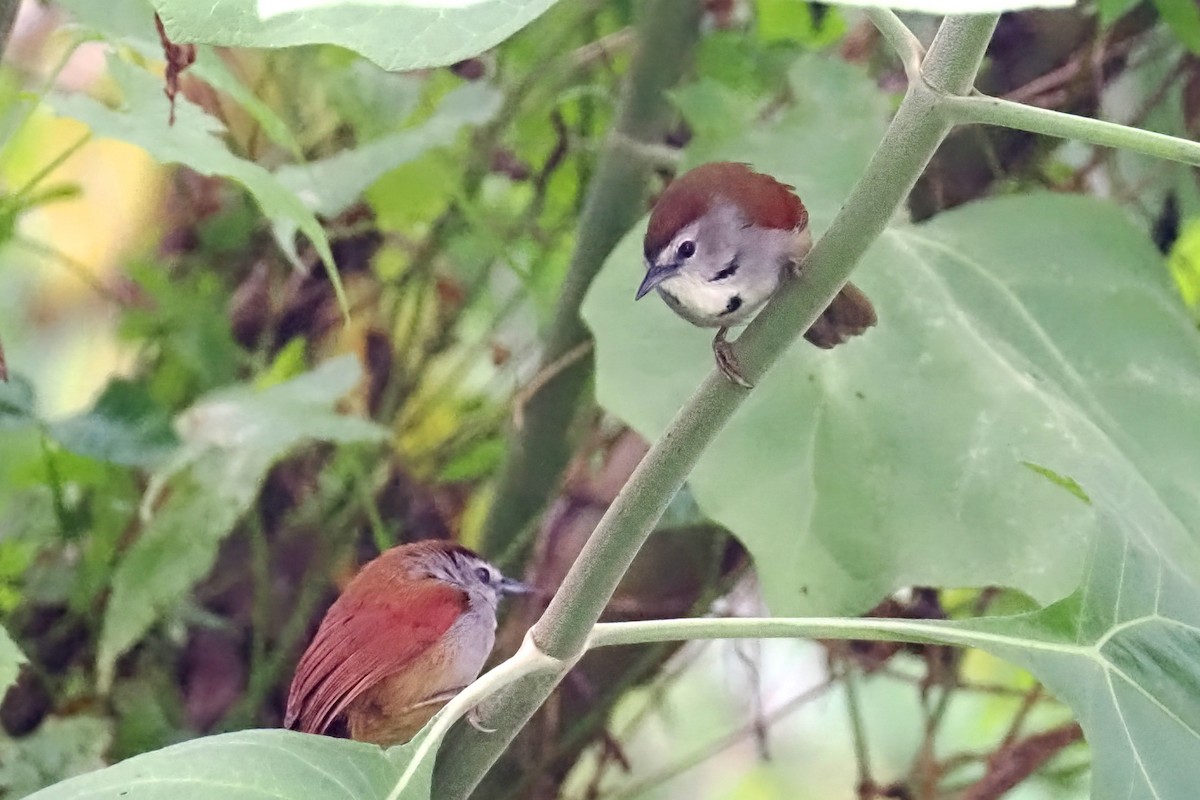 Crescent-chested Babbler - ML623119741