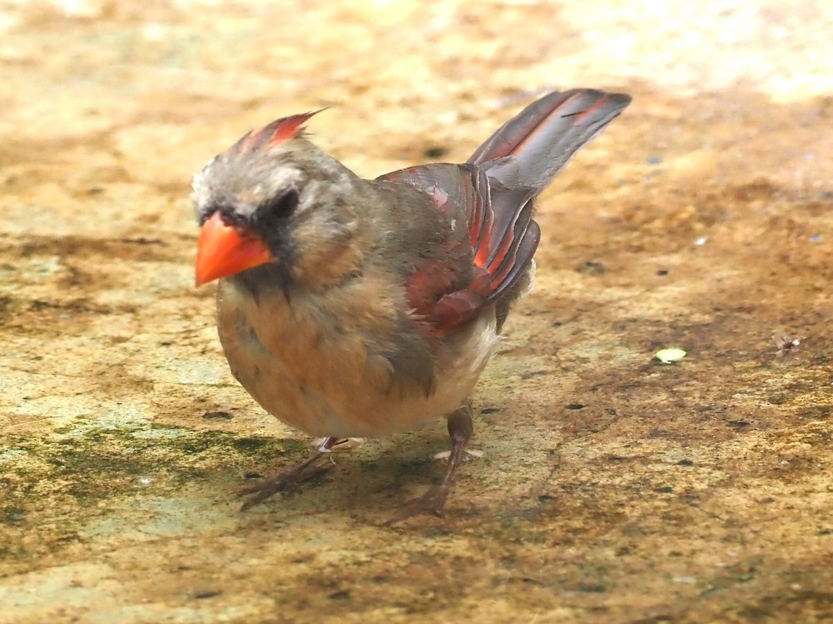 Northern Cardinal - ML623119745