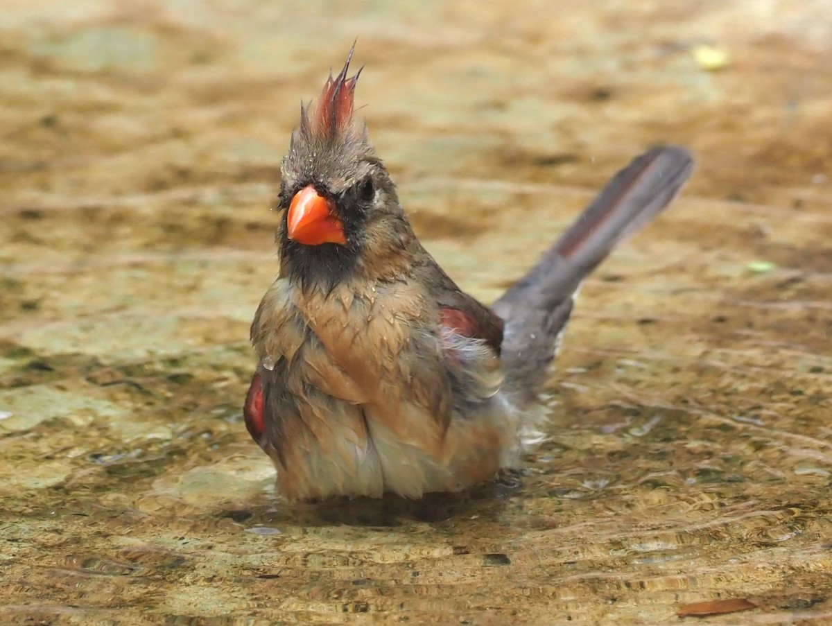 Northern Cardinal - ML623119746