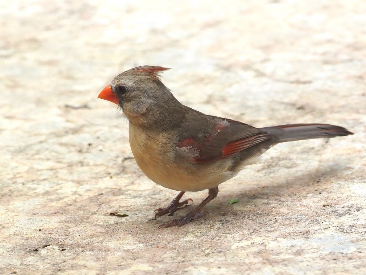 Northern Cardinal - ML623119748