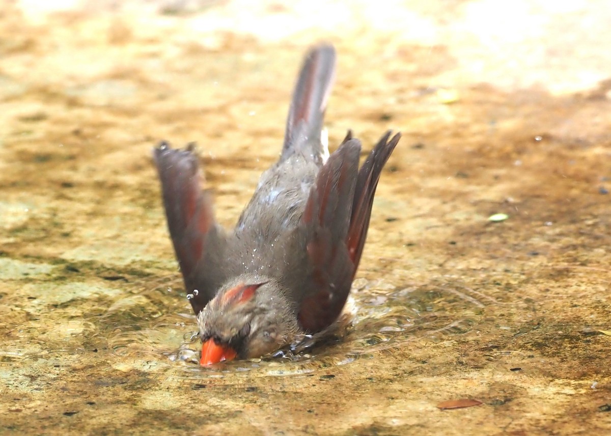 Northern Cardinal - ML623119749