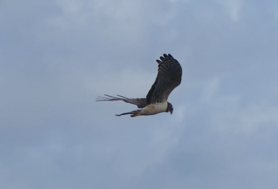 Long-winged Harrier - ML623119761