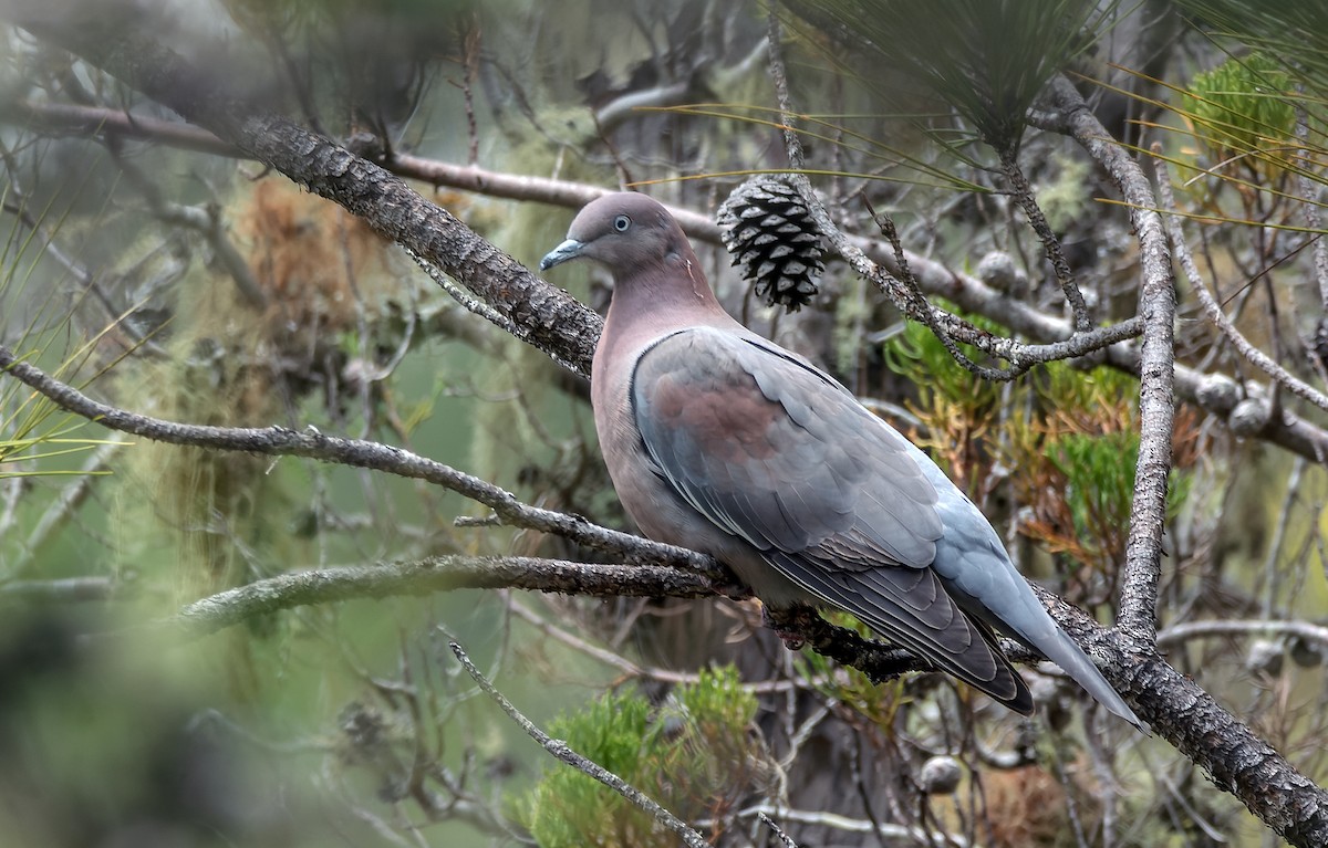 Plain Pigeon - ML623119763