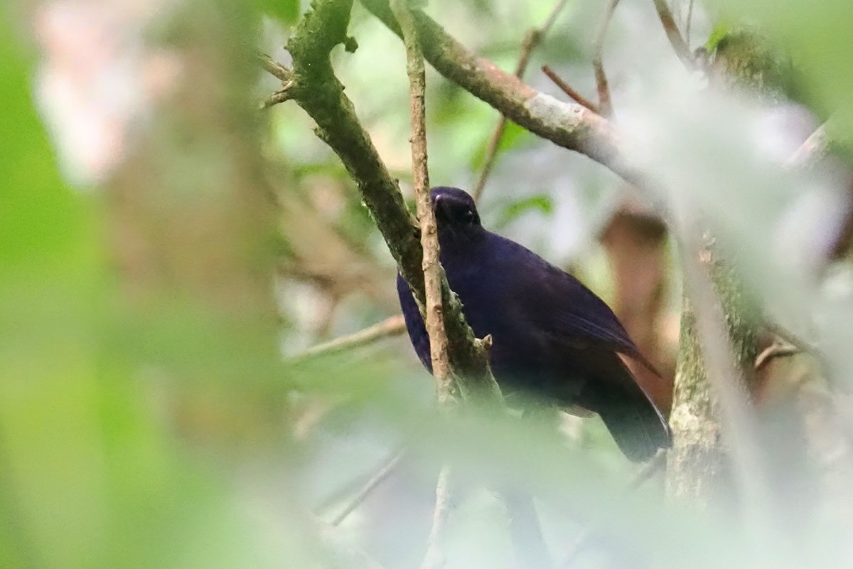 Javan Whistling-Thrush - ML623119767