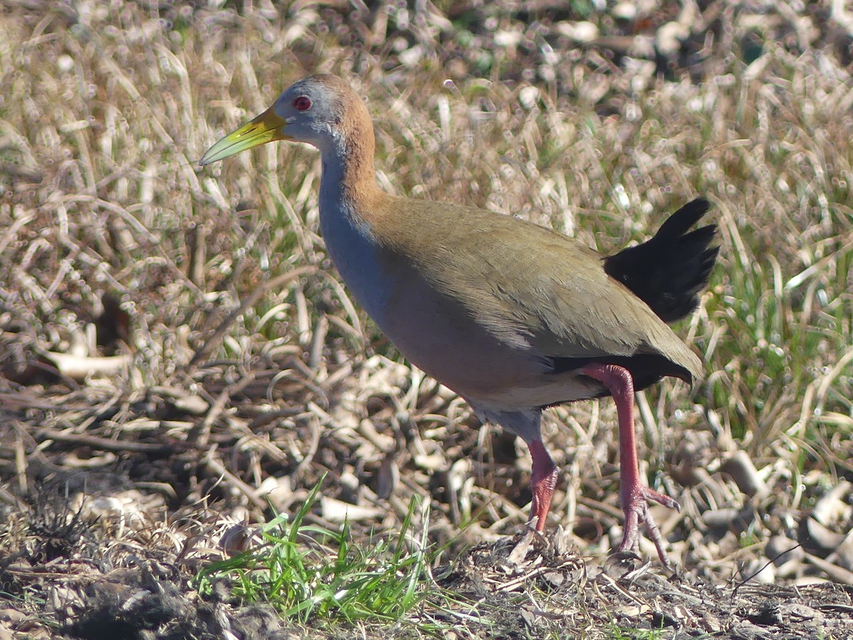 Giant Wood-Rail - ML623119771