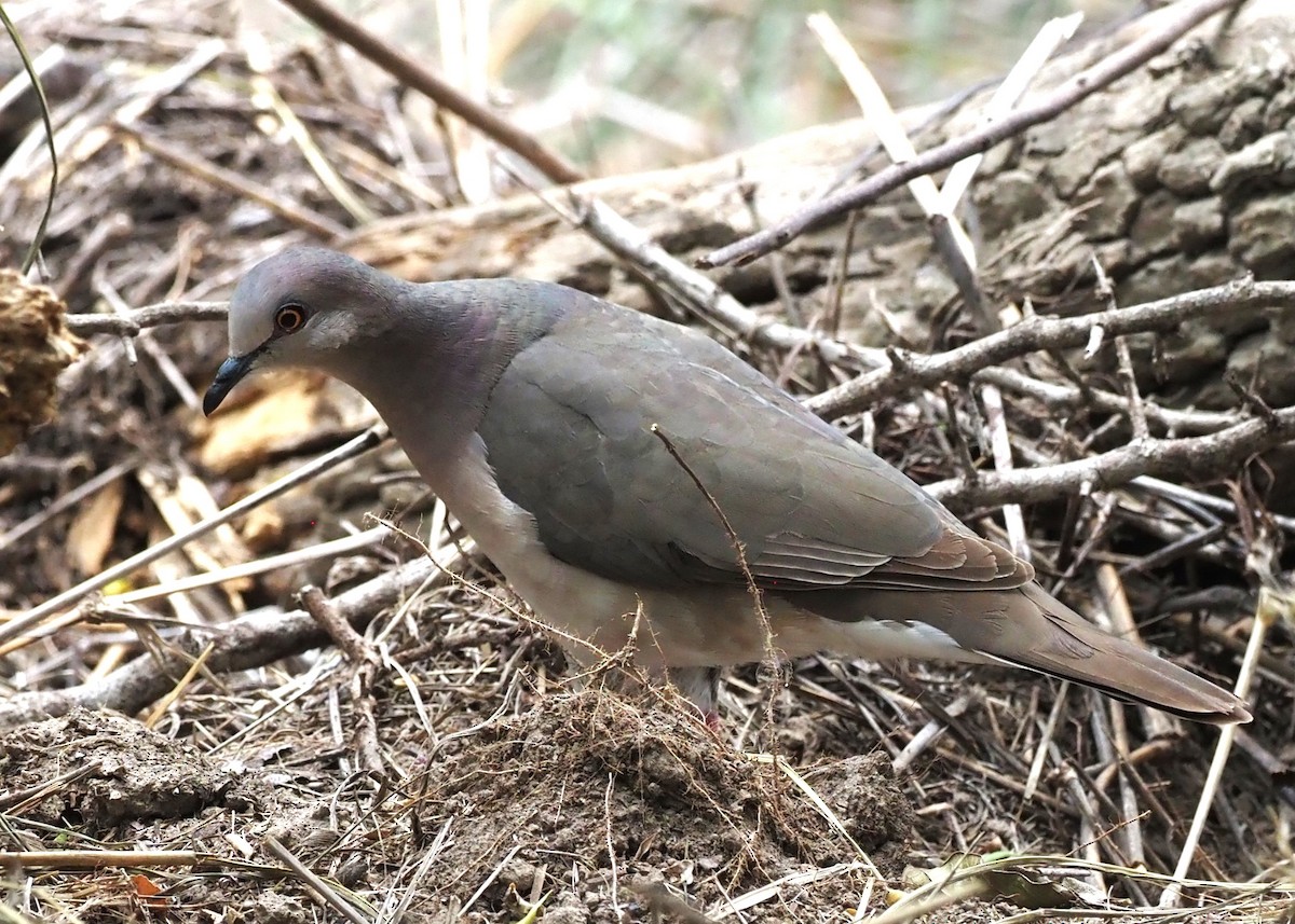 Northern Mockingbird - ML623119776