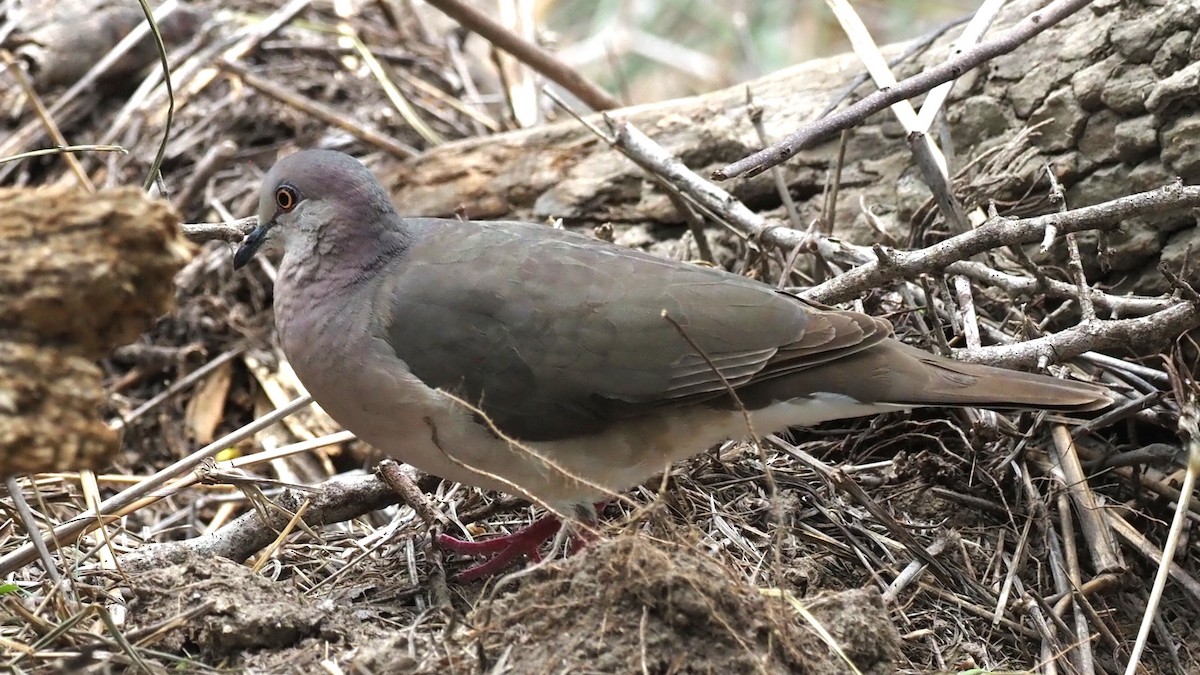 Northern Mockingbird - ML623119777