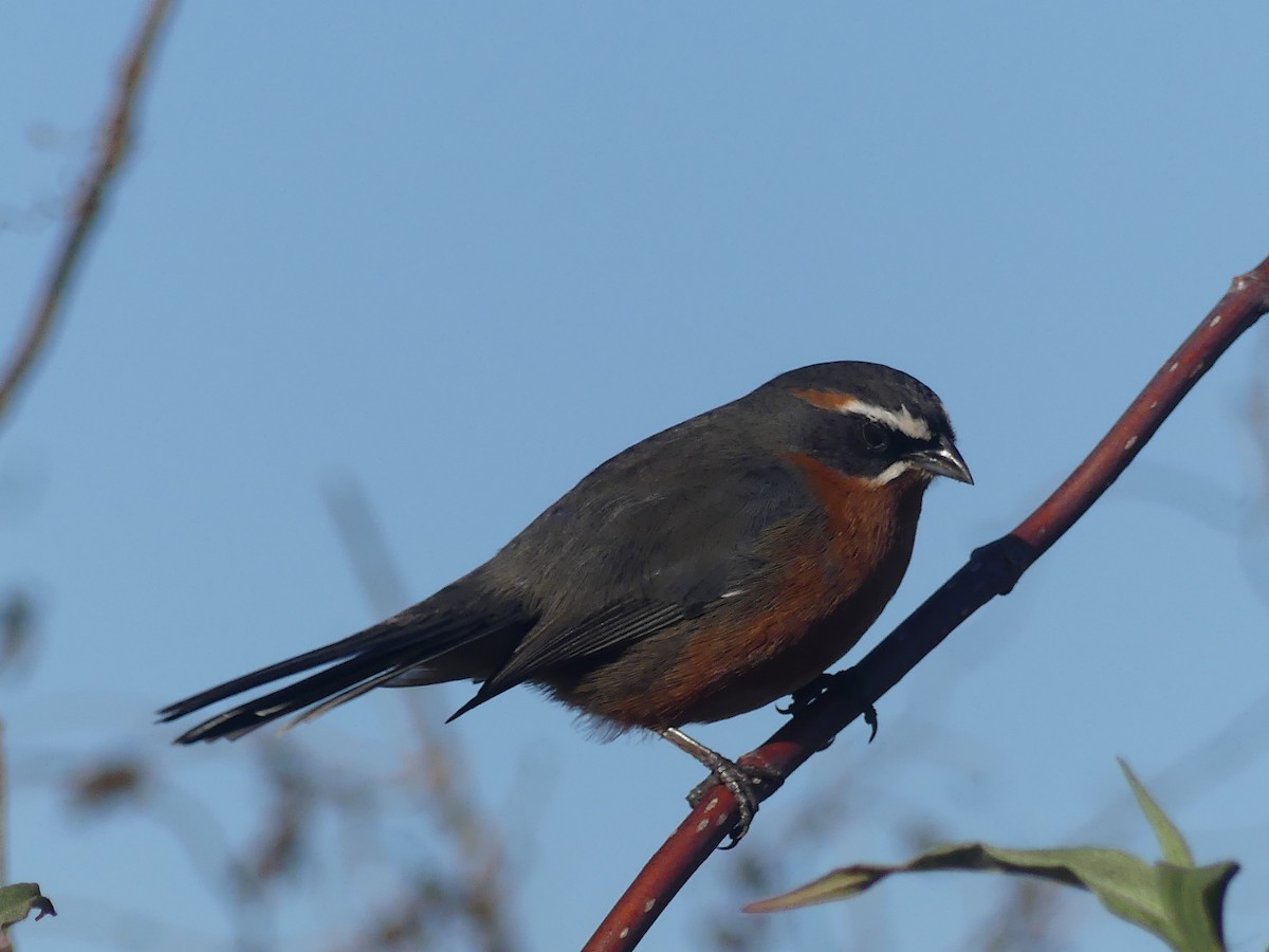 Black-and-rufous Warbling Finch - ML623119803