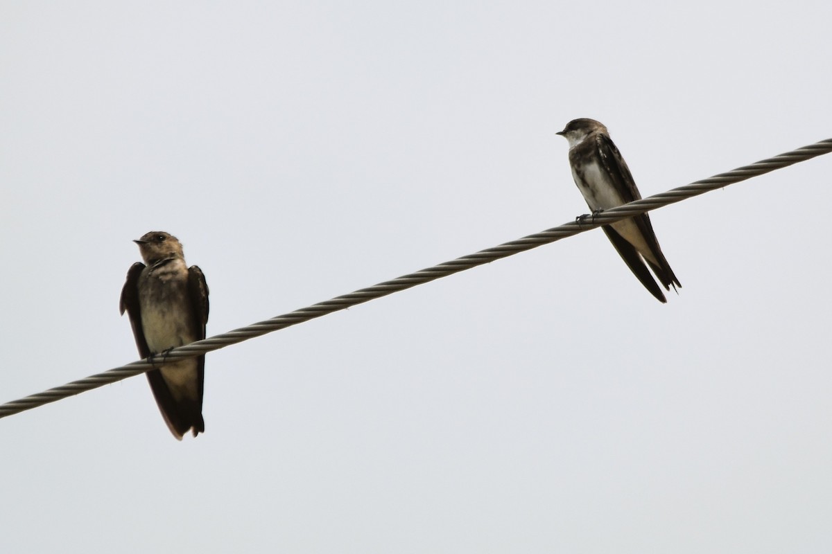 Hirondelle à ailes hérissées - ML623119874