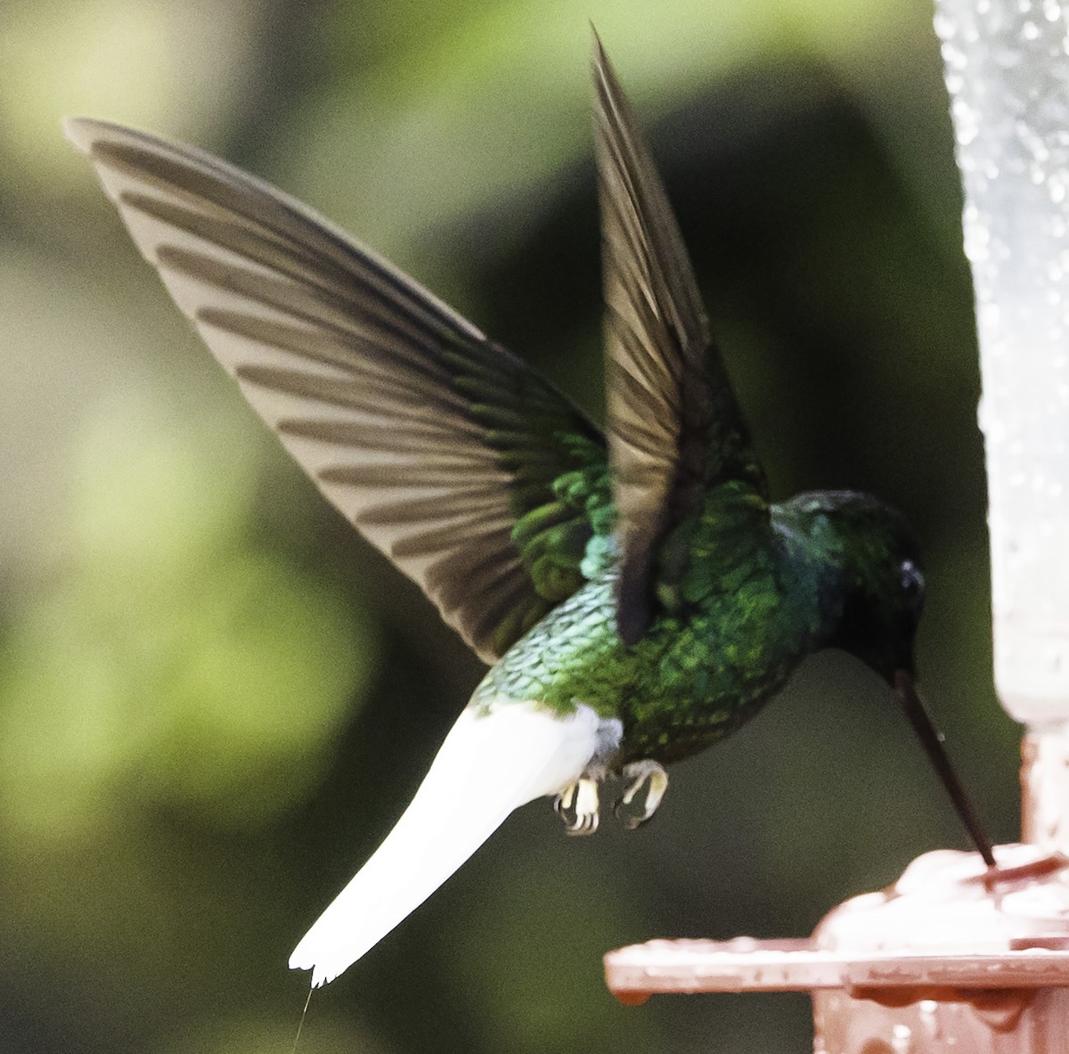 White-tailed Starfrontlet - ML623119902