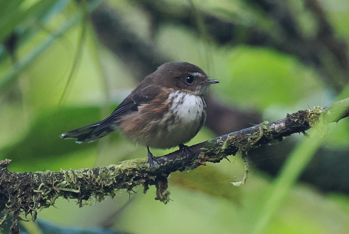 Fiji Streaked Fantail (Taveuni) - ML623119934