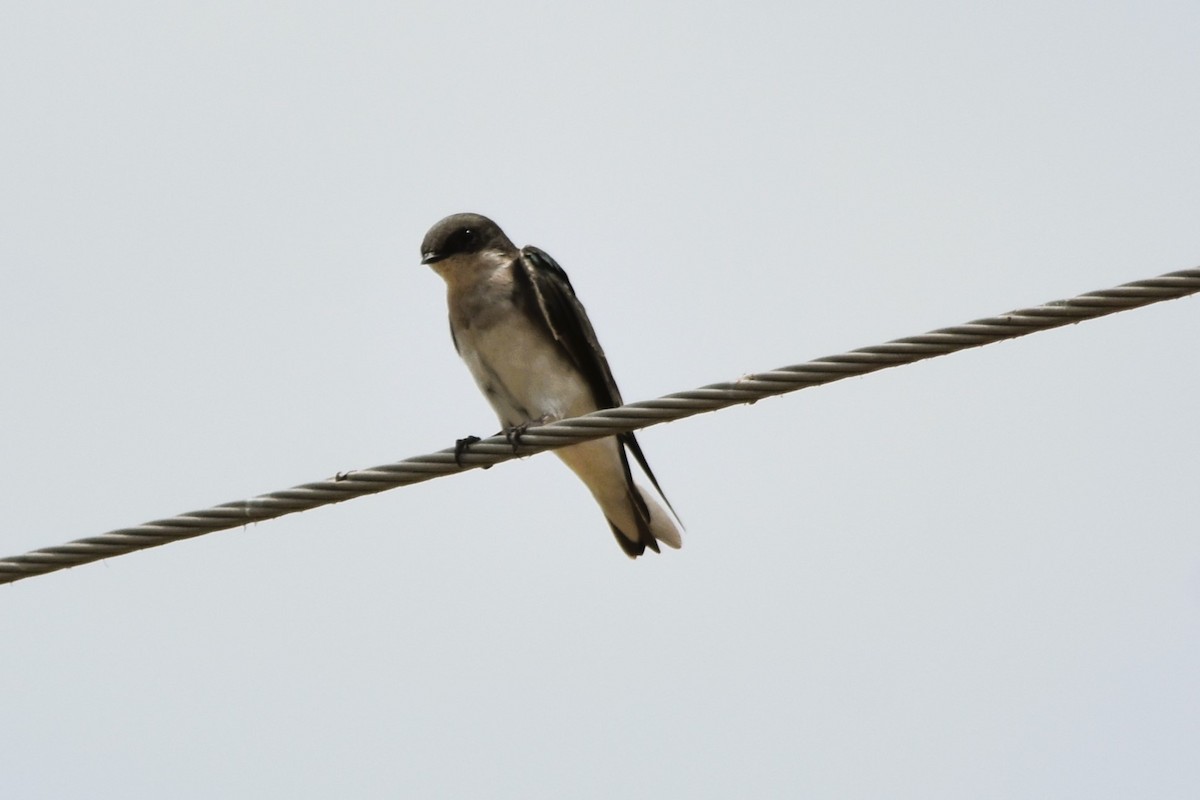 Tree Swallow - ML623119988