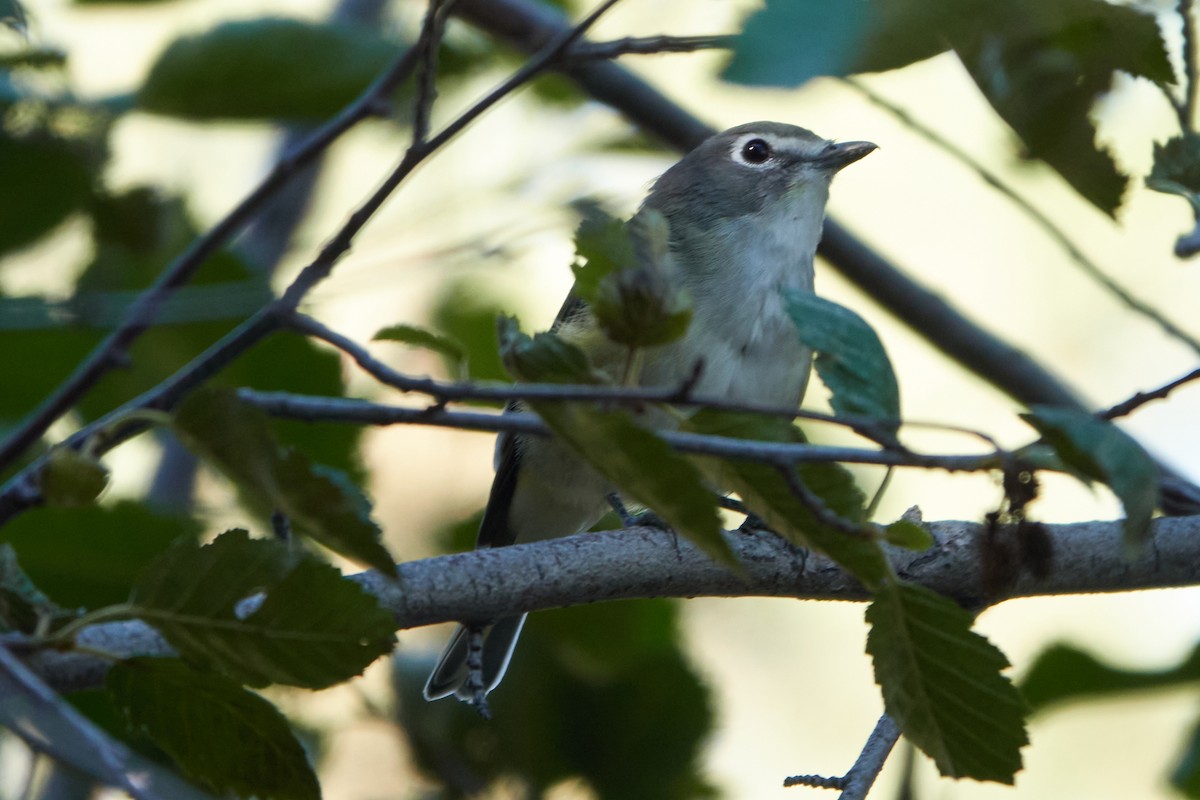 Cassin's Vireo - ML623120008